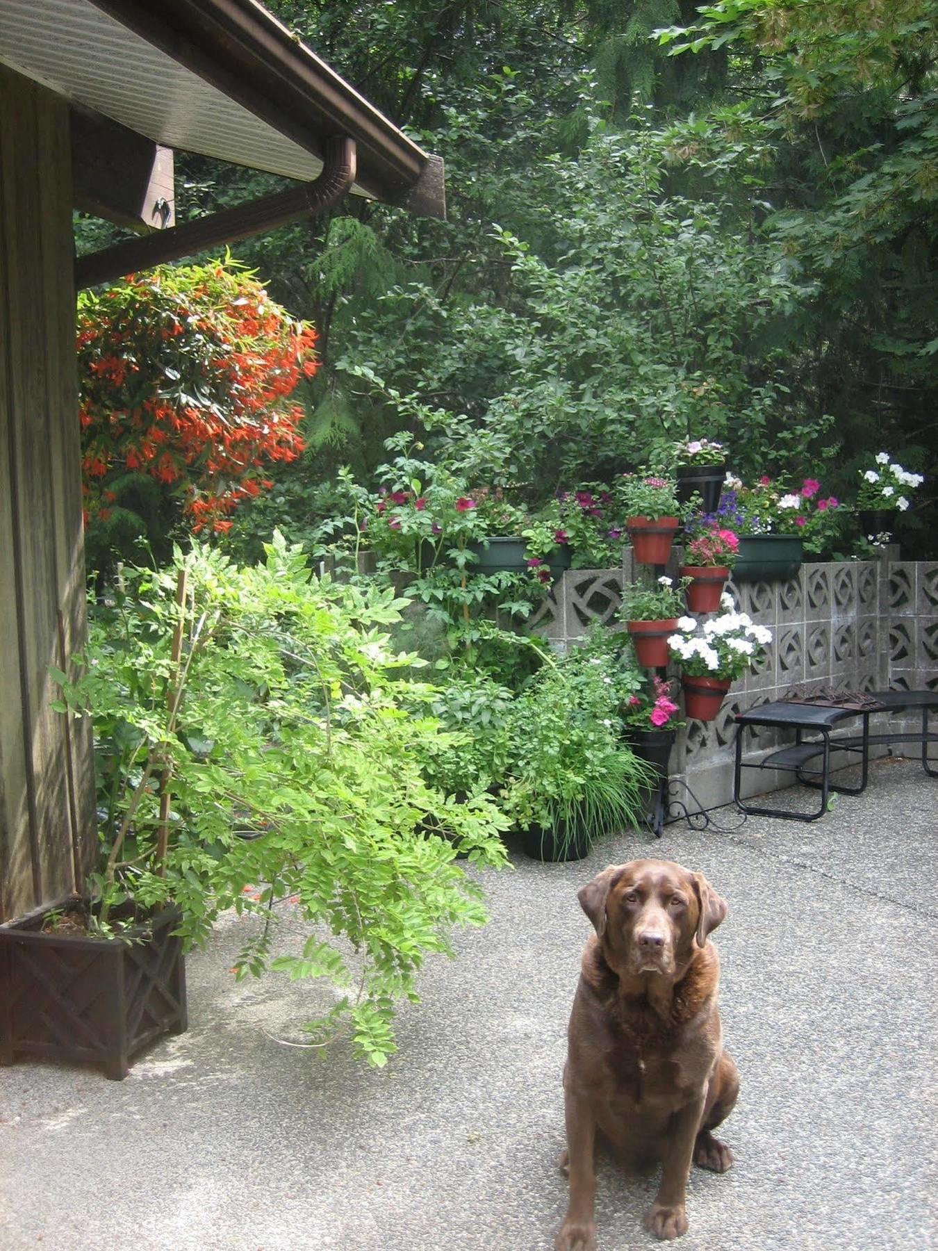 Misty Meadows B&B ラングフォード エクステリア 写真